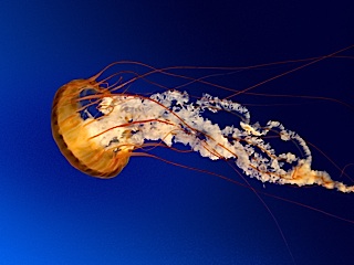 Low resolution version of Jellyfish.jpg
