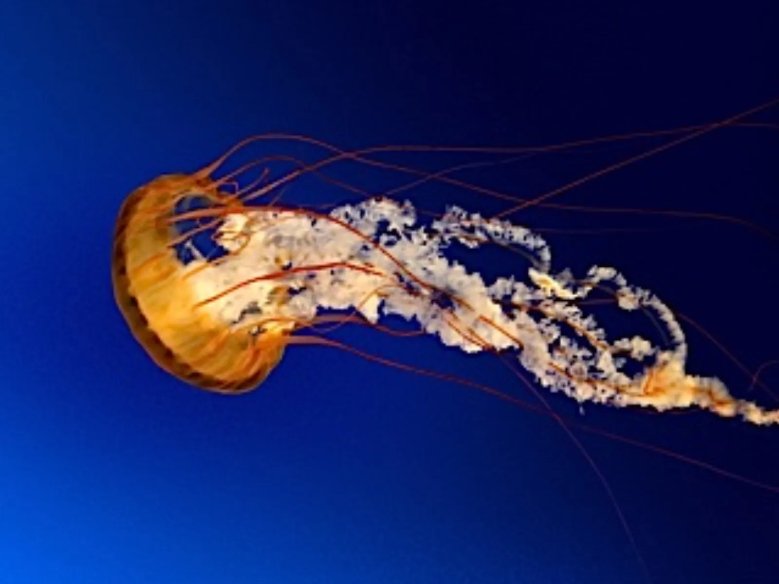 Low resolution version of Jellyfish.jpg